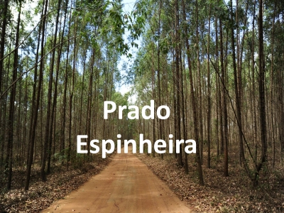Medidas Preventivas Para a Defesa da Floresta contra Incêndios- Espinheira e Prado