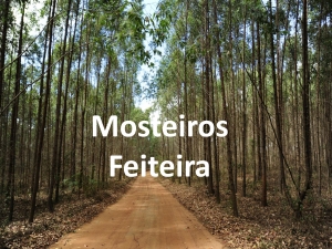 Medidas Preventivas Para a Defesa da Floresta contra Incêndios- Mosteiro e Feiteira